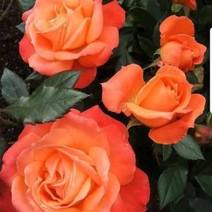 Meet your Posher, Kristin